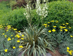 Cover photo for Pollinator Garden Tour Wednesday June 10