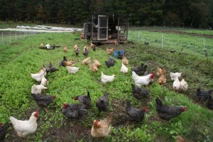 pastured hens