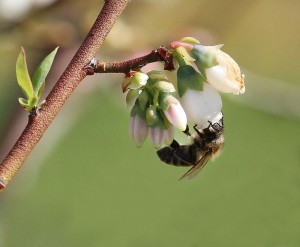 Cover photo for NCDA Partners With FieldWatch to Improve Communication Among Farmers, Beekeepers, and Pesticide Applicators