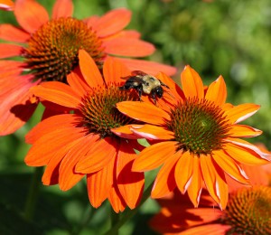 Cover photo for Pollinator Garden Tour Wednesday July 13