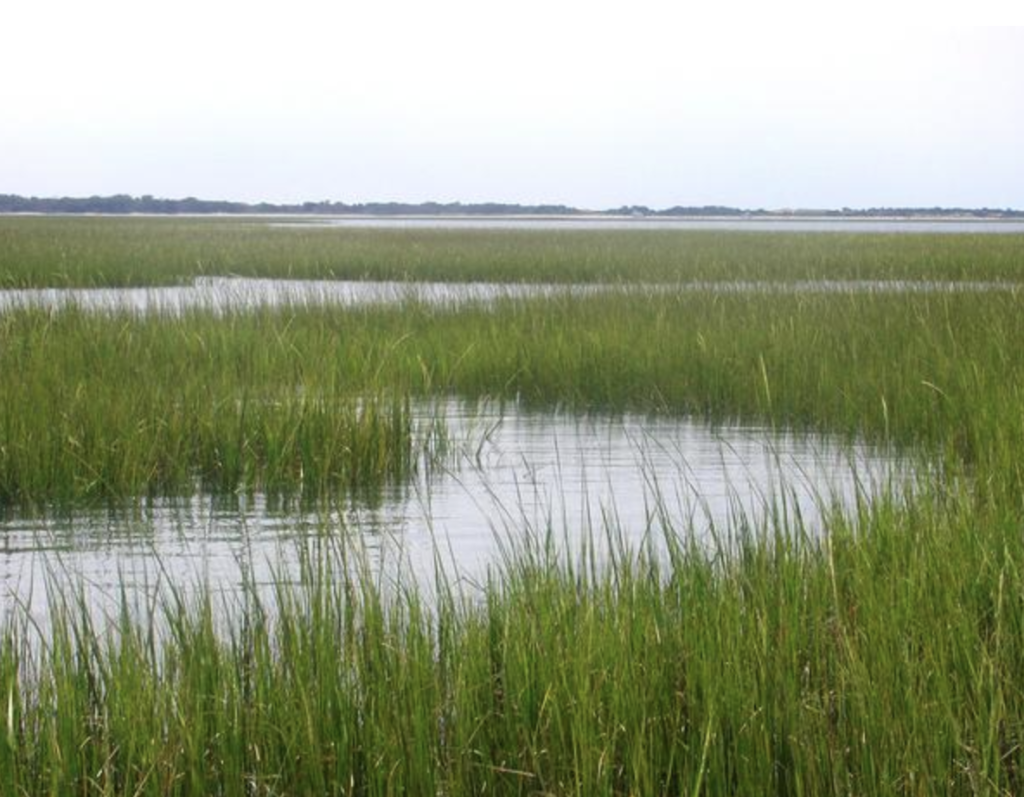 wetland scene