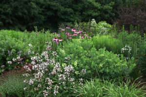 Late May in the pollinator garden.