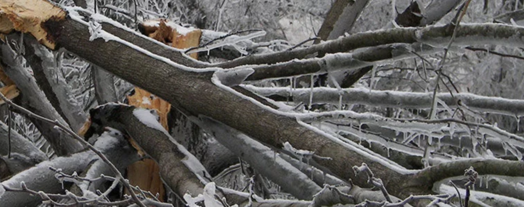 Fallen tree