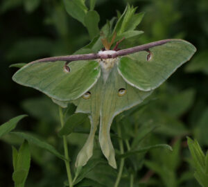 Luna moth hanging out on Georgia aster.