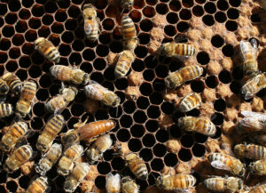 Honey bee queen laying eggs while surrounded by worker bees.